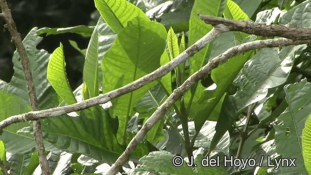 Purple-throated Fruitcrow - ML201176611