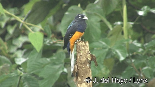 trogon běloocasý - ML201176741