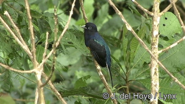 White-tailed Trogon - ML201176751