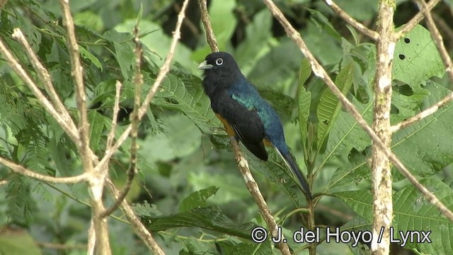 Ak Kuyruklu Trogon - ML201176761