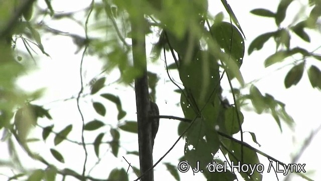 Red-rumped Woodpecker - ML201176771