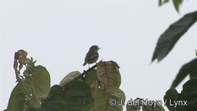 Choco Tyrannulet - ML201176781