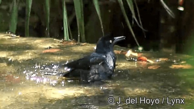 Great-tailed Grackle (Great-tailed) - ML201176791