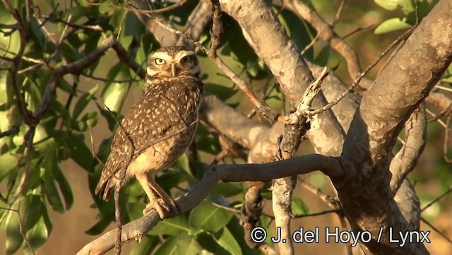 Burrowing Owl (grallaria) - ML201176821