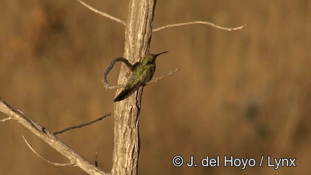 White-vented Violetear - ML201176861