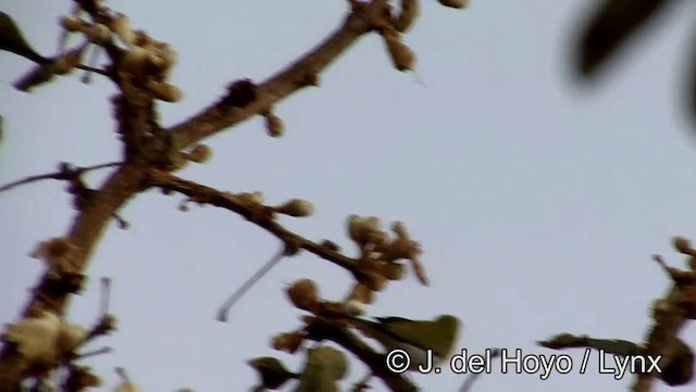 Guira Tanager - ML201176931