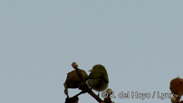 Tangara guira - ML201176941