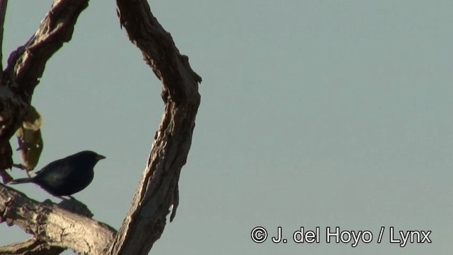 Blue Finch - ML201176951