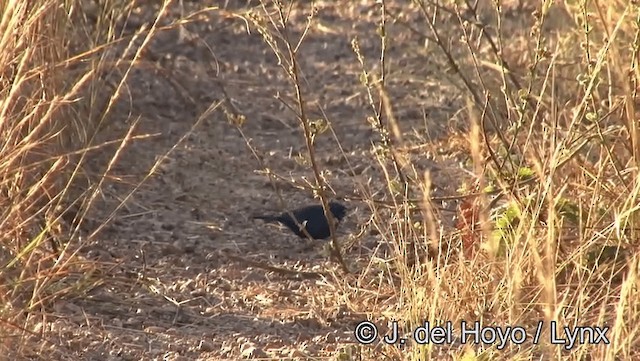 Blue Finch - ML201176961