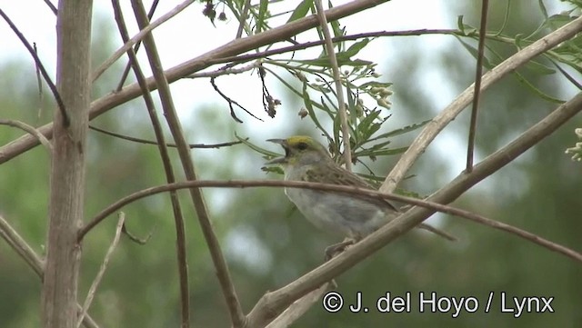 Yellow-browed Sparrow - ML201177001