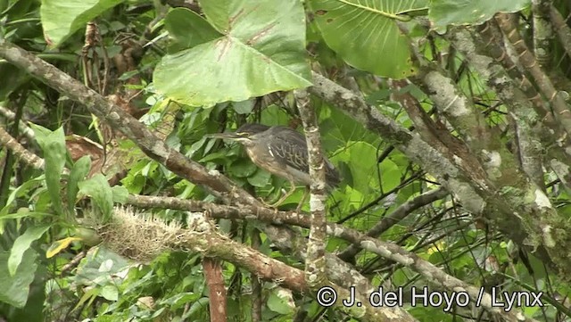 Garcilla Azulada (striata) - ML201177011