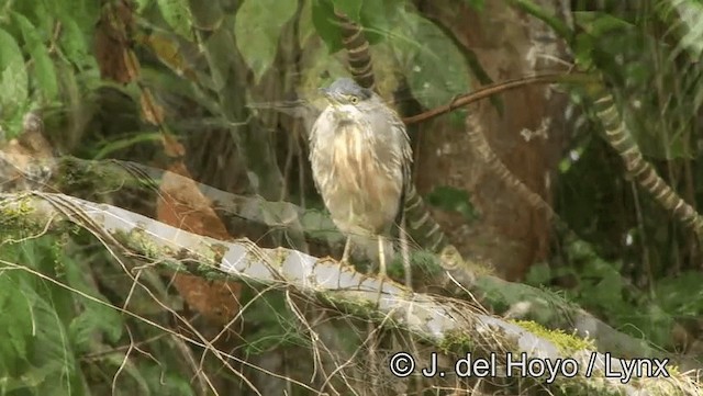 Garcilla Azulada (striata) - ML201177021