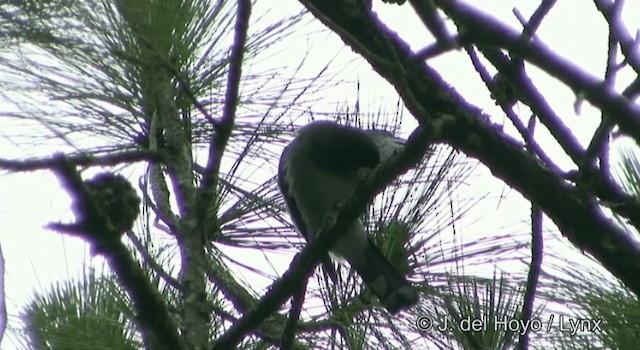 Indochinese Cuckooshrike - ML201177061