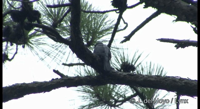 Indochinese Cuckooshrike - ML201177071