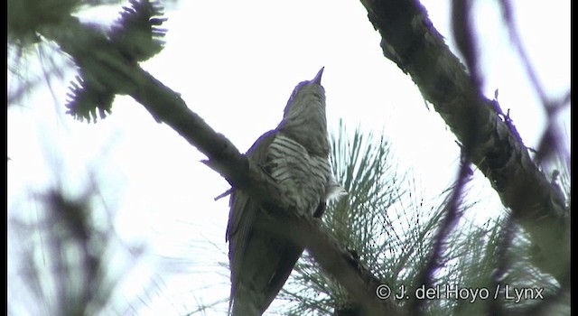 Indian Cuckoo - ML201177081