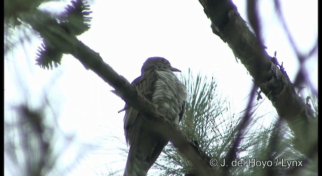 Coucou à ailes courtes - ML201177091