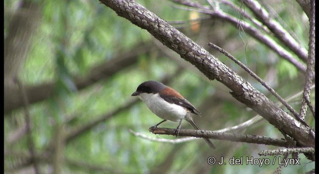 Burmese Shrike - ML201177121