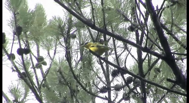 Slender-billed Oriole - ML201177131