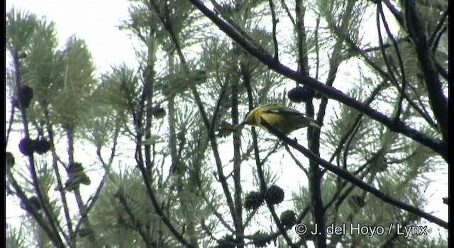 Slender-billed Oriole - ML201177141