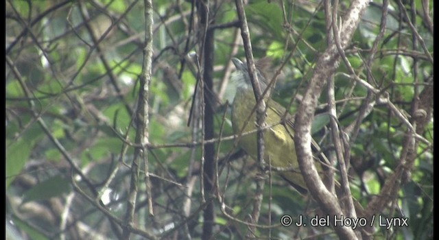 Puff-throated Bulbul (Puff-throated) - ML201177201
