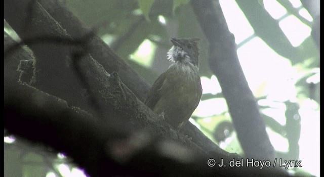 Puff-throated Bulbul (Puff-throated) - ML201177211