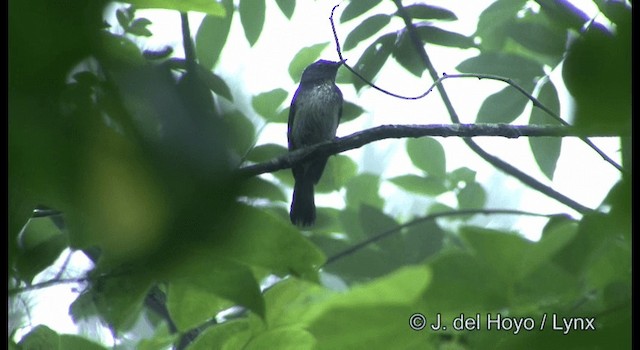 Hainan Blue Flycatcher - ML201177251