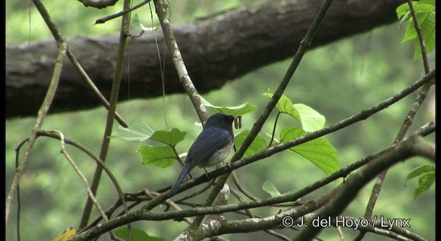 Hainan Blue Flycatcher - ML201177261