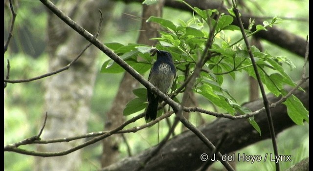 Hainan Blue Flycatcher - ML201177271