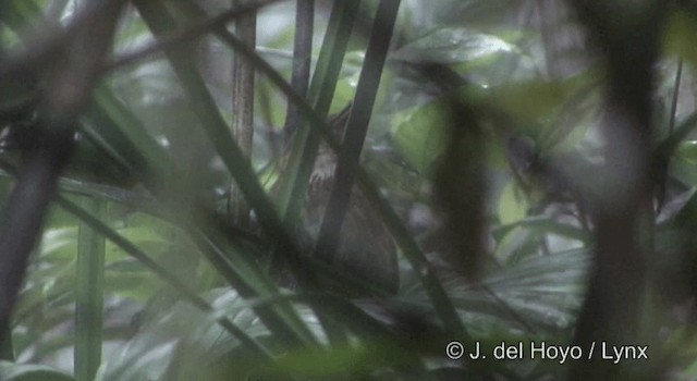 Short-tailed Scimitar-Babbler - ML201177311