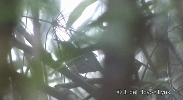 Short-tailed Scimitar-Babbler - ML201177321