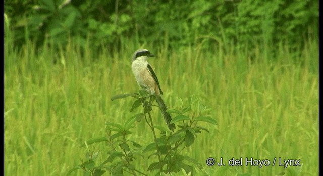 Long-tailed Shrike (schach) - ML201177331