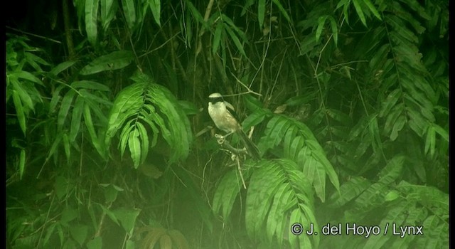 Long-tailed Shrike (schach) - ML201177341