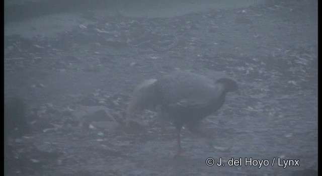 Silver Pheasant - ML201177351
