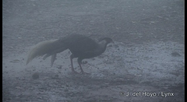 Silver Pheasant - ML201177371