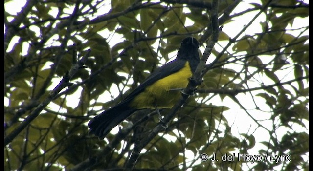 サルタンガラ（gayeti） - ML201177391