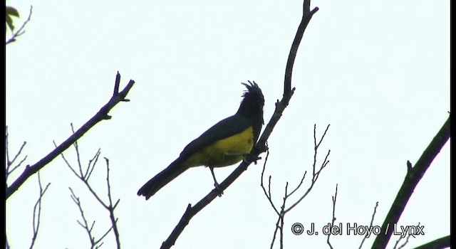 サルタンガラ（gayeti） - ML201177401
