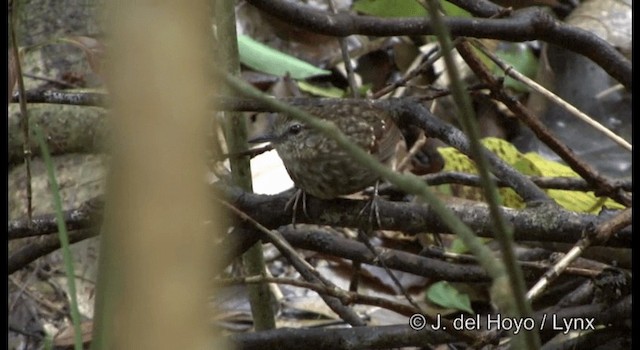 blekbrynmarktimal - ML201177411