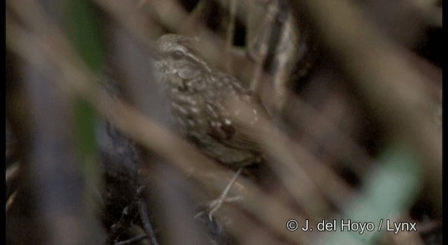 blekbrynmarktimal - ML201177421