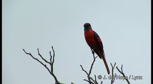 Gri Yanaklı Minivet [solaris grubu] - ML201177431