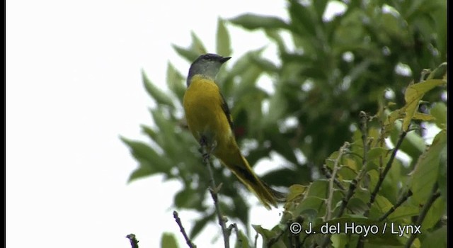 Gray-chinned Minivet (Gray-chinned) - ML201177441