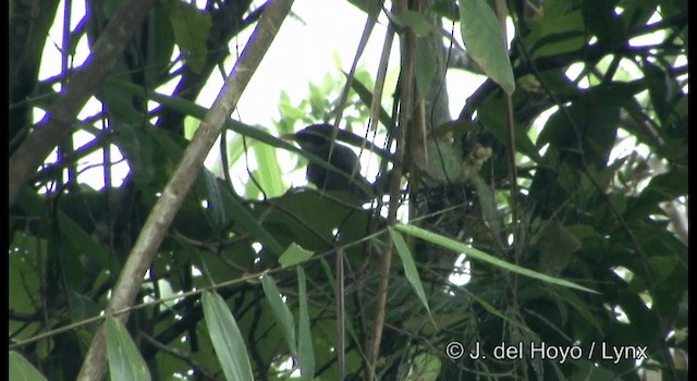 hvitbrynsigdtimal - ML201177451