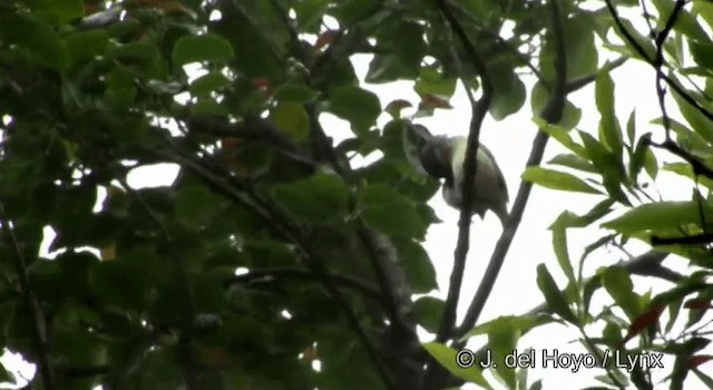 Vireo Alcaudón Cejiblanco (grupo aeralatus) - ML201177471