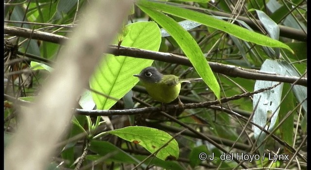 gråkinnsanger - ML201177481