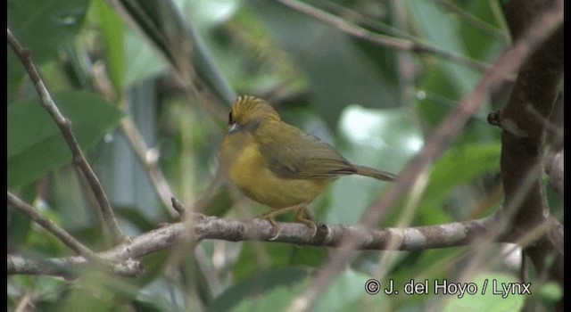 Golden Babbler - ML201177491