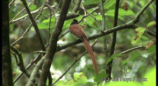 gråbrystparadismonark - ML201177501