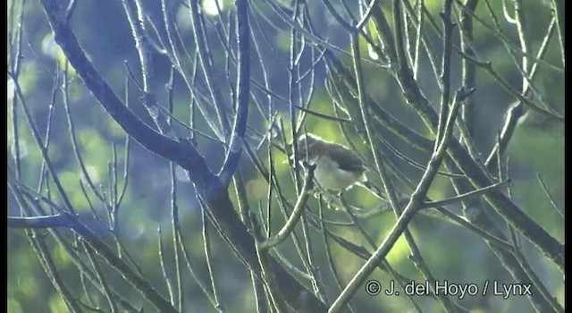 Indochinese Yuhina - ML201177511