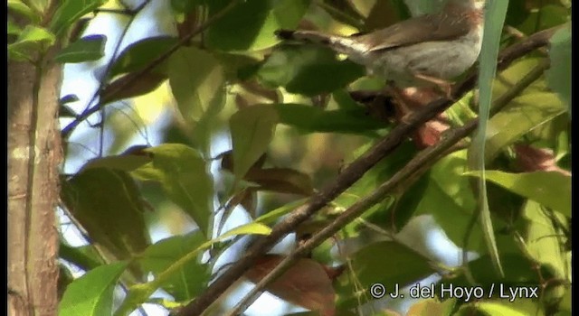 Indochinese Yuhina - ML201177521