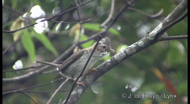 栗耳鳳眉 - ML201177531