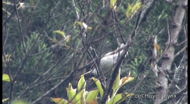 Indochinese Yuhina - ML201177541