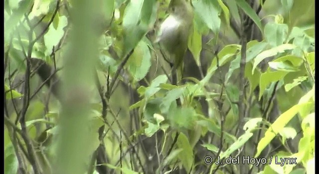 Haubenvireo - ML201177551